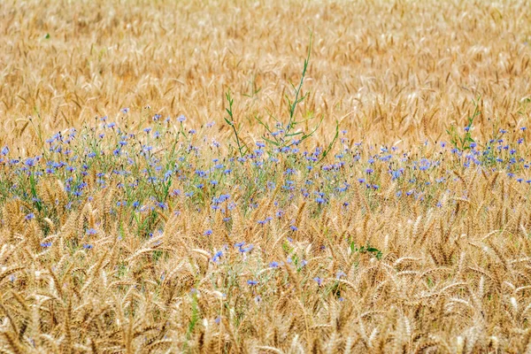 호 밀에 cornflowers — 스톡 사진