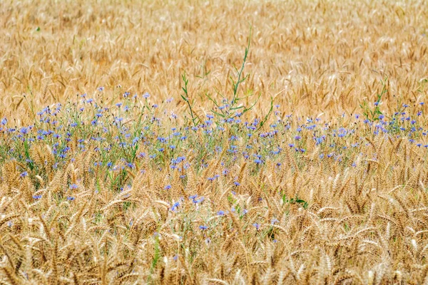 Cornflowers en Centeno — Foto de Stock