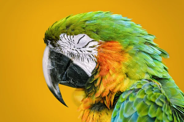 The Macaw Parrot — Stock Photo, Image