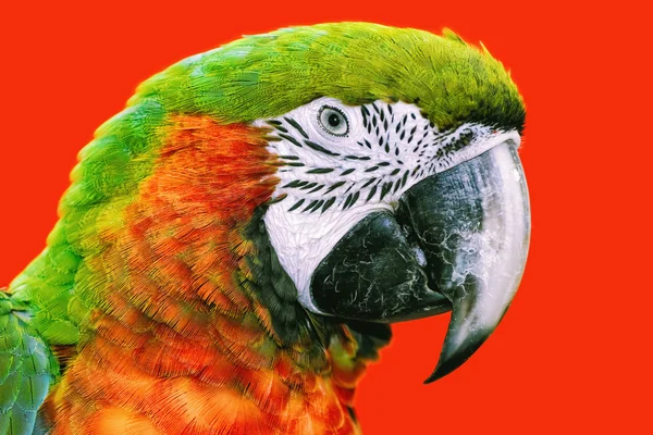 The Macaw Parrot — Stock Photo, Image