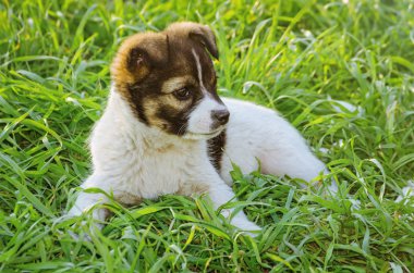 köpek yavrusu portresi