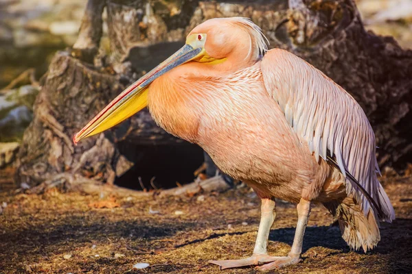 Pelicano no chão — Fotografia de Stock