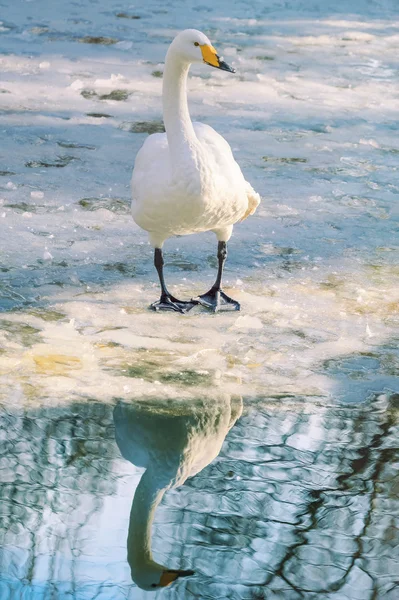 Zwaan op ijs — Stockfoto