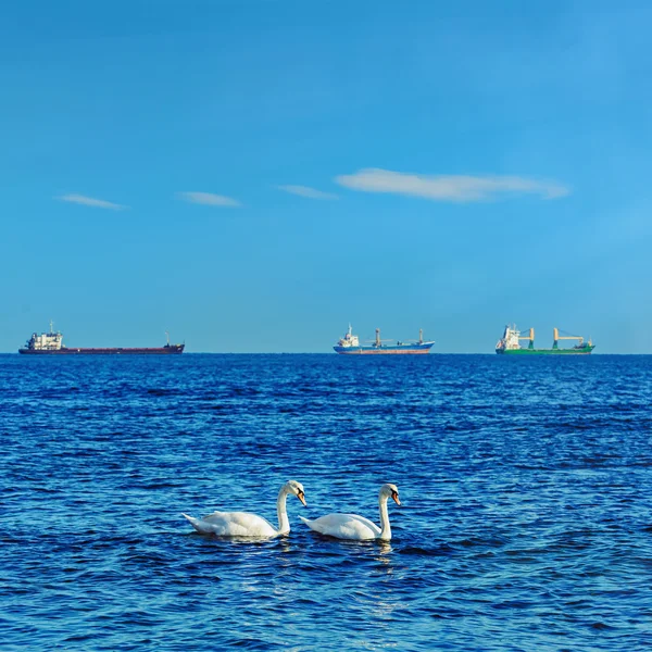 White Swans in the Black Sea — Stock Photo, Image