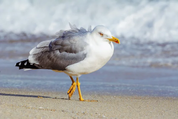 Gabbiano sulla spiaggia — Foto Stock