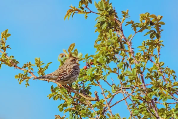 Bruant de maïs aviaire — Photo