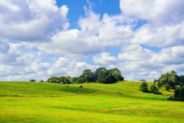 Cows on the Pasture Land — Stock Photo, Image