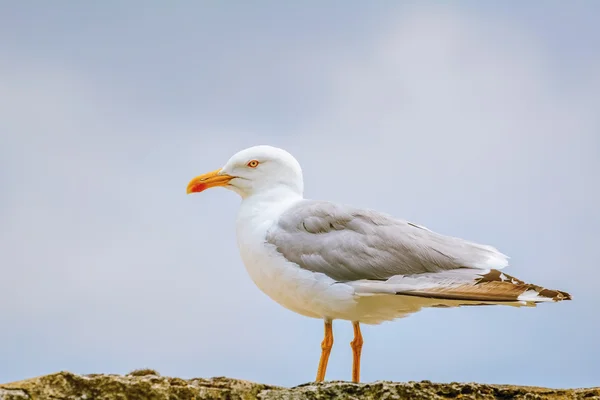 Seagull on the Fence — Stock Photo, Image