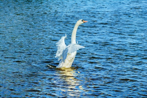 Schwan fliegt auf — Stockfoto