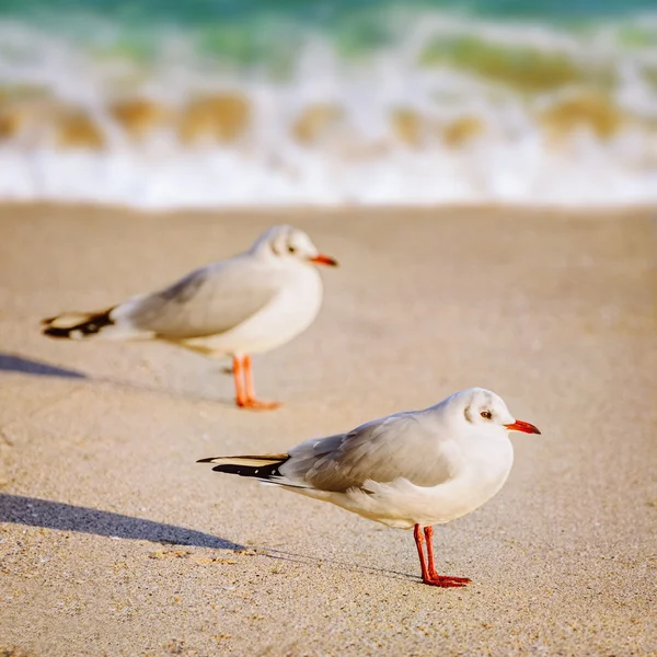 Gaivotas na areia — Fotografia de Stock