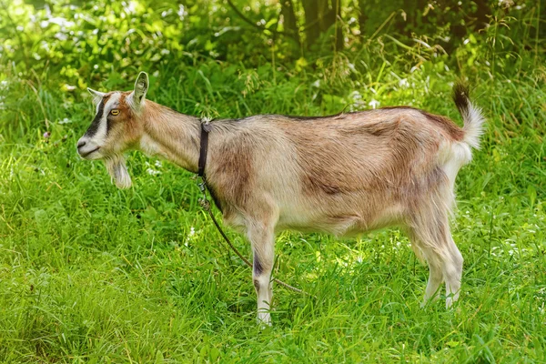 Ziegenbock an der Leine Stockbild