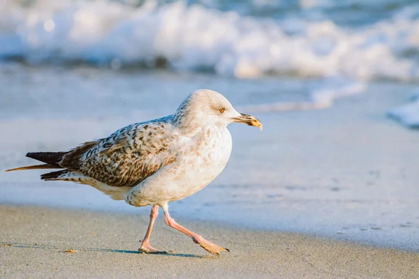 Young Seagull near the Sea — Stock Photo, Image