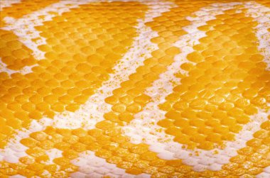 Sarı Python cilt