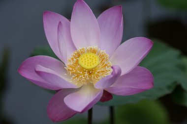 pembe lotus