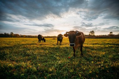 Günbatımında cennet vadisinde otlayan sıradan inekler..