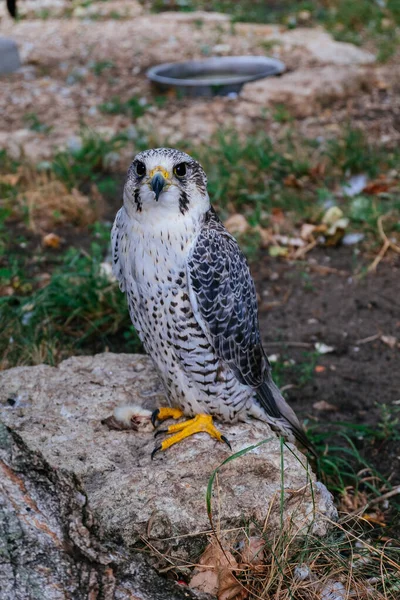 Saker Falcon Falco Cherrug Sitting Stone Close — Stock Photo, Image