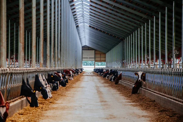 Vacas Diário Estábulo Gado Livre Moderno — Fotografia de Stock