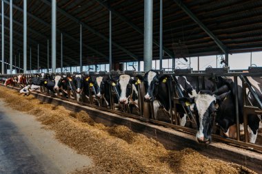 Holstein Frizya günlük inekleri ücretsiz çiftlik hayvanları ahırında.