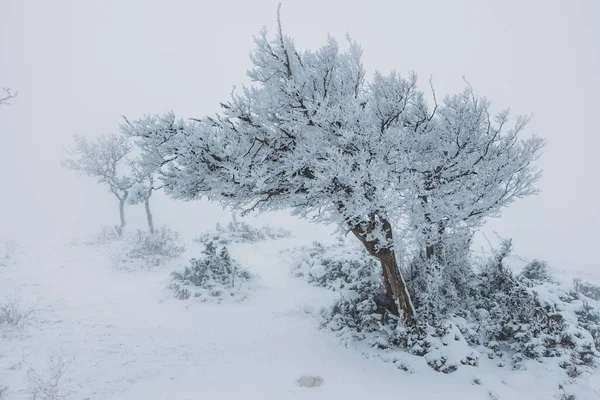 Árboles Cubiertos Nieve Heladas Parque Niebla — Foto de Stock