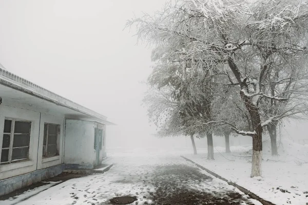 Bomen Bedekt Met Sneeuw Vorst Mistig Park — Stockfoto