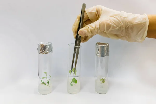 Injerto Microplantas Laboratorio Biotecnología Para Cultivo Vitro Tubo Ensayo — Foto de Stock