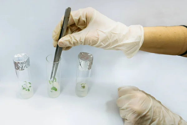 Biyoteknoloji Laboratuvarında Deney Tüpünde Tüp Üretmek Için Mikro Bitkilerin Üretimi — Stok fotoğraf