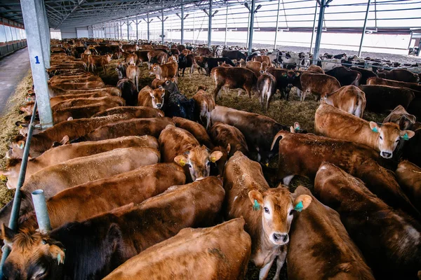 Jersey dairy cows in free livestock stall