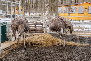 Çiftlikteki devekuşları, kapatın..