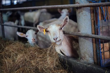 Süt çiftliğinde saman yiyen yerli keçiler.