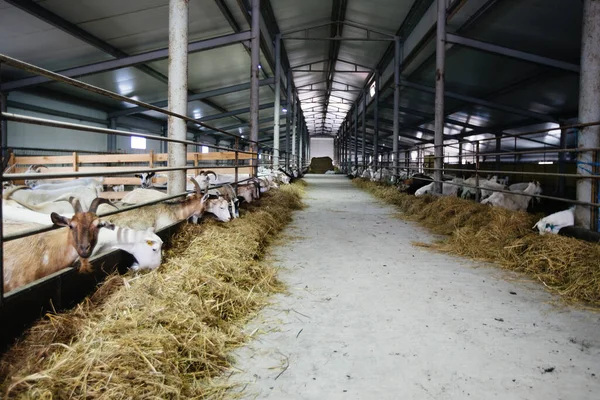 Dairy goats in modern free livestock stall.