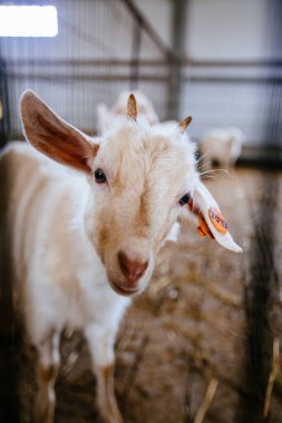 Süt çiftliğindeki şirin keçi portresi, yakın çekim.