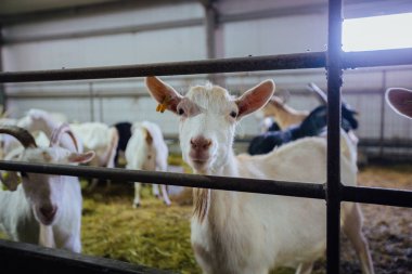 Süt çiftliğinde keçi başı, yakın plan..
