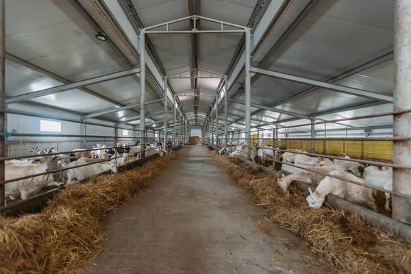 Cabras Leiteiras Moderna Cabana Gado Livre — Fotografia de Stock