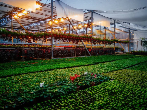 Modern Hydroponic Greenhouse Complex Climate Control System Cultivation Agricultural Ornamental — Stock Photo, Image