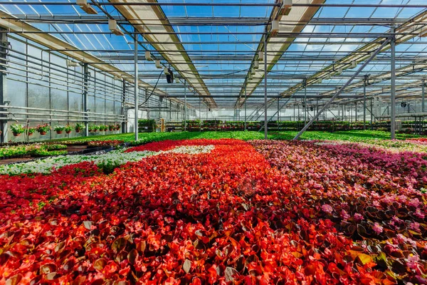 Выращивание Красных Цветков Бегонии Современной Гидропонной Теплице — стоковое фото