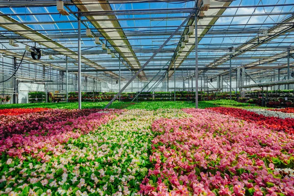 現代の水耕栽培温室で多色のベゴニアの花の苗を育てる — ストック写真