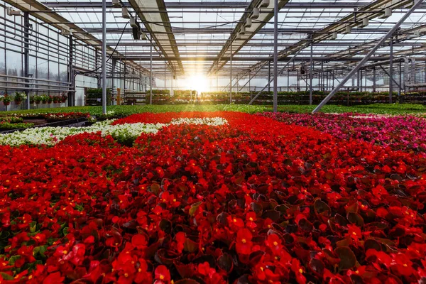 Modern Hidroponik Serada Büyüyen Kırmızı Begonya Çiçeği Fideleri — Stok fotoğraf