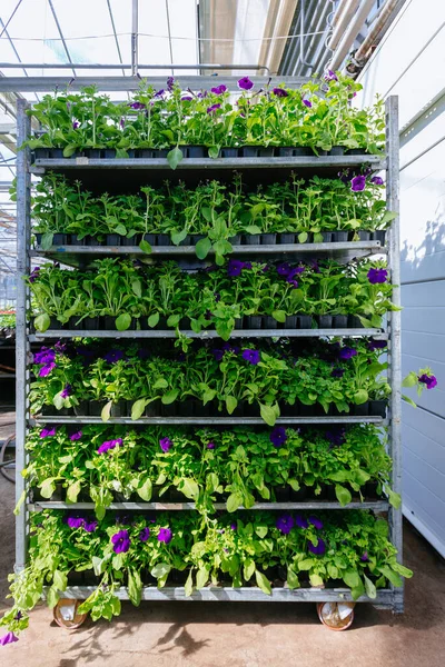 Growing Flower Seedlings Shelves Greenhouse — Stock Photo, Image