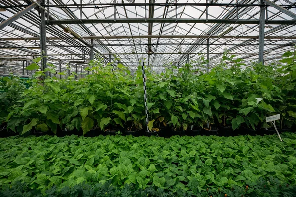 Odling Poppelplantor Växthus Med Klimatkontroll — Stockfoto