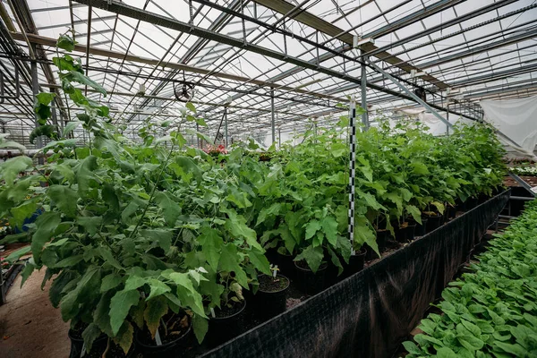 Crescimento Mudas Álamo Estufa Com Controle Climático — Fotografia de Stock