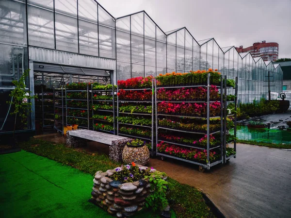 Flower Seedlings Shelves Greenhouse Transportation — Stock Photo, Image