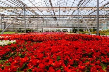Modern hidroponik serada büyüyen kırmızı begonya çiçeği fideleri..
