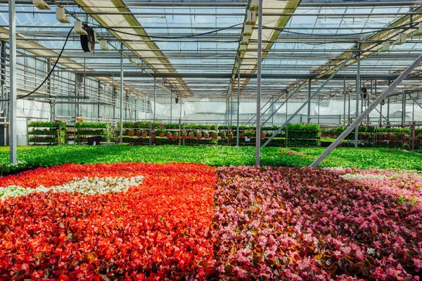 Modern Hidroponik Serada Büyüyen Çok Renkli Begonya Çiçeği Fideleri — Stok fotoğraf