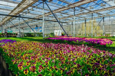 Modern serada yetişen çok renkli hanım evlatları, seçici bir odak noktası..