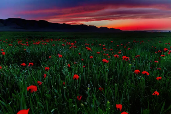 Prachtig Veld Van Rode Klaprozen Bij Zonsondergang Bergen — Stockfoto