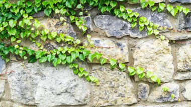Arka planda sarmaşık olan eski taş duvar