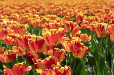 Taze kırmızı lale çiçek bahçesinde