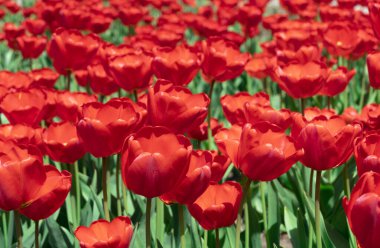 Taze kırmızı lale çiçek bahçesinde