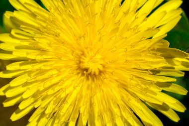Karahindiba Macro, kapat.