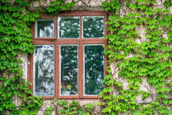 Zahradní Dům Oknem Divokým Vínem — Stock fotografie